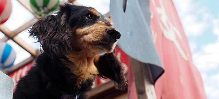 【愛犬のうんちが“ファッションアイテム”に？！】毎日使えるオシャレな犬用うんち袋で保護犬を救おう！❀