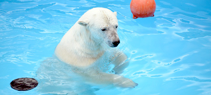 【ラーメンで動物園を支援】北海道発！日本の白クマの応援につながる本格派生ラーメンを食べてみた。