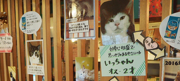 【猫と遊んで猫助け】保護猫カフェ「ネコリパブリック」に行ってみた！